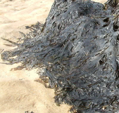 Laver (Porphyra spp)